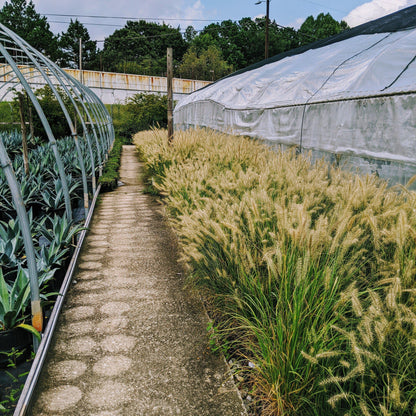 Pennisetum alopecuroides 'Hameln  - Hameln Fountain Grass