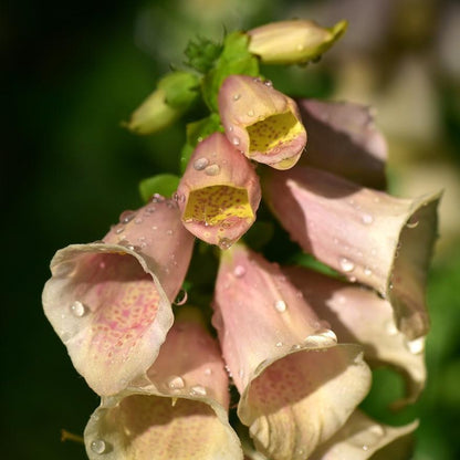 Digitalis purpurea 'Dalmatian Peach'  - Dalmatian Peach Foxglove