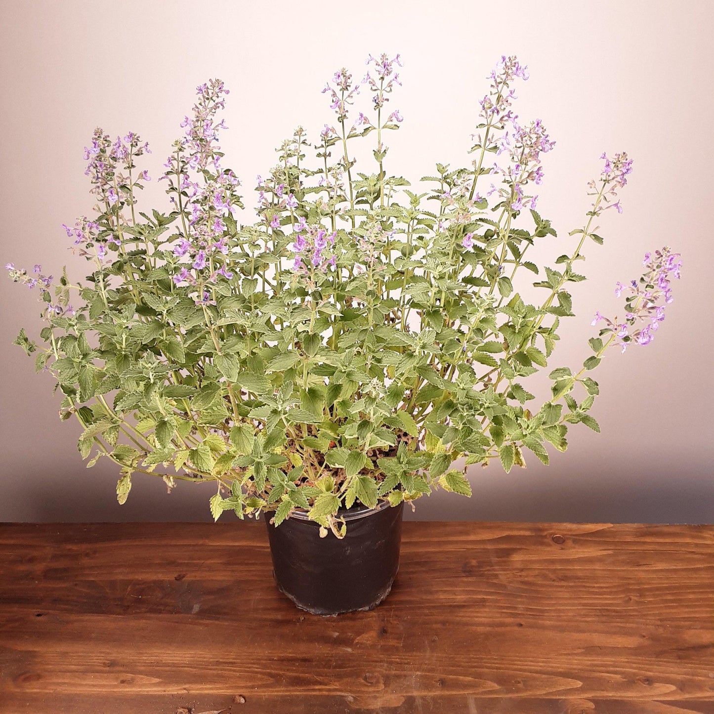 Nepeta racemosa 'Walker's Low'  - Walker's Low Catmint