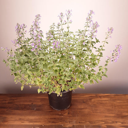 Nepeta racemosa 'Walker's Low'  - Walker's Low Catmint