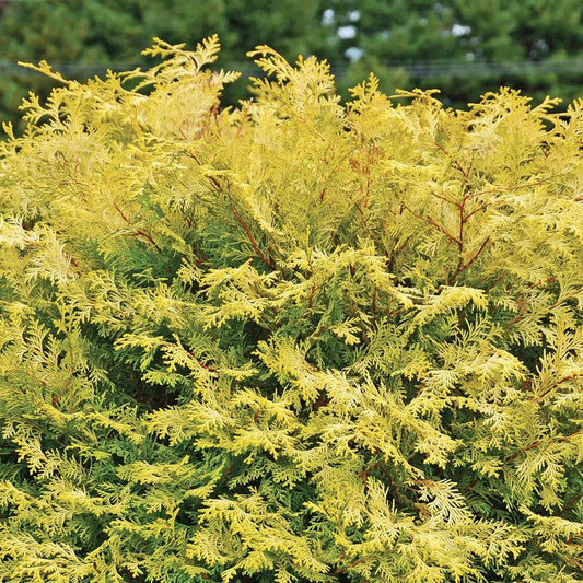 Chamaecyparis obtusa 'Conschlecht'  - Night Light™ Cypress