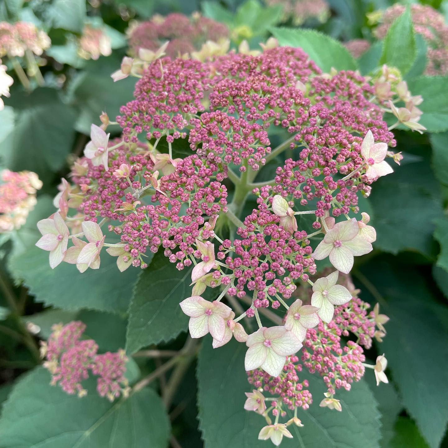 Hydrangea arborescens 'SMHALP' - Pinky Pollen Ring™ Hydrangea – Plants ...