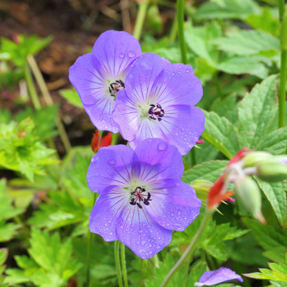 Geranium x 'Rozanne'  - Rozanne Cranesbill