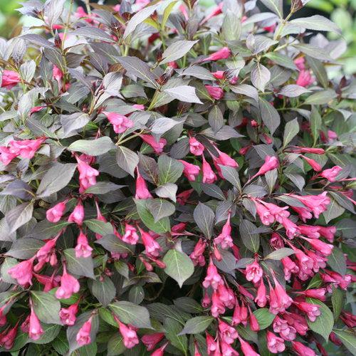Weigela florida 'SMNWFMS'  - Midnight Wine Shine® Weigela