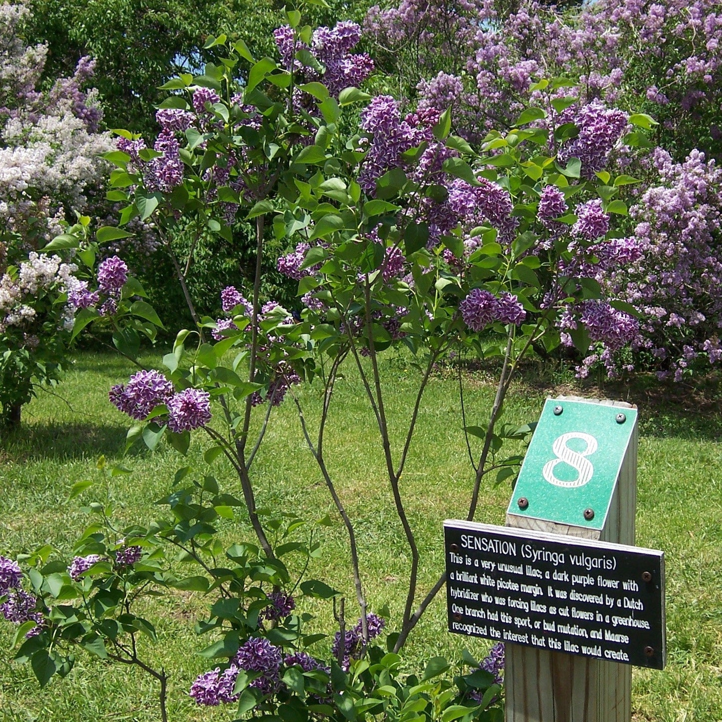 Syringa vulgaris 'Sensation'  - Sensation Lilac