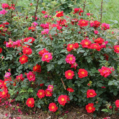 Rosa x 'ChewPatout'  - Oso Easy® Urban Legend® Rose