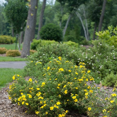 Potentilla fruticosa 'Lundy'  - PW® Happy Face® Yellow Potentilla