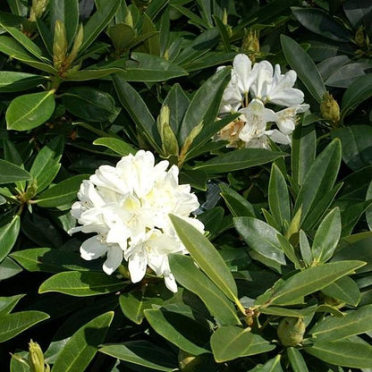 Rhododendron catawbiense 'Chionoides'  - Chionoides Rhododendron