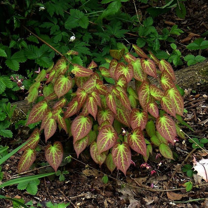 Epimedium rubrum  - Red Barrenwort, Bishop's Hat