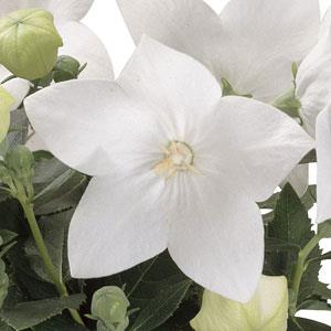 Platycodon grandiflorus 'Astra White'  - Astra White Balloon Flower