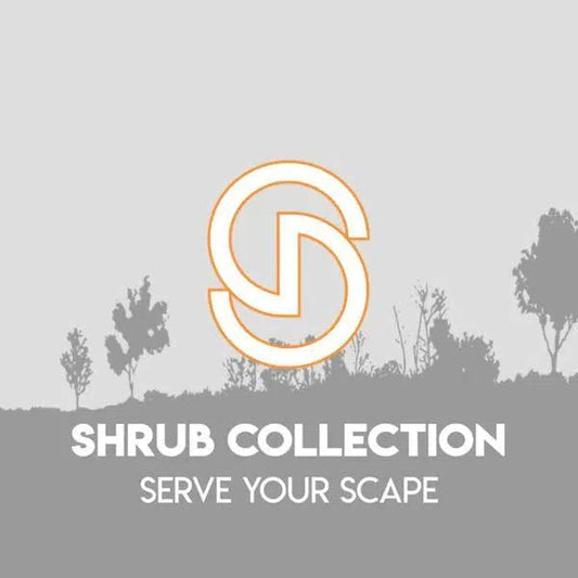 Ilex verticillata 'Bailfire'  - First Editions® Wildfire™ Winterberry