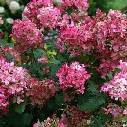 Hydrangea paniculata 'SMHPFL' PP25,135  - Fire Light® Hardy Hydrangea