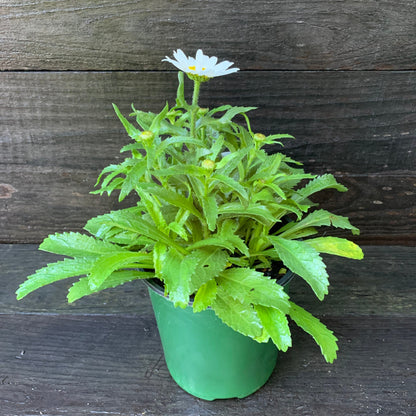 Leucanthemum x superbum 'Snowcap'  - Snowcap Shasta Daisy