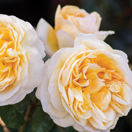 Rosa 'Meikaquinz'  - Moonlight Romantica® Rose