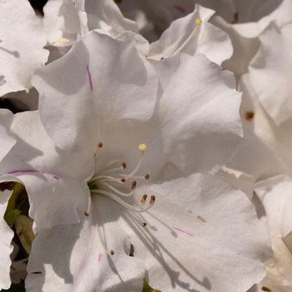 Rhododendron ‘Roblex’  - Encore® Autumn Lily™ Azalea