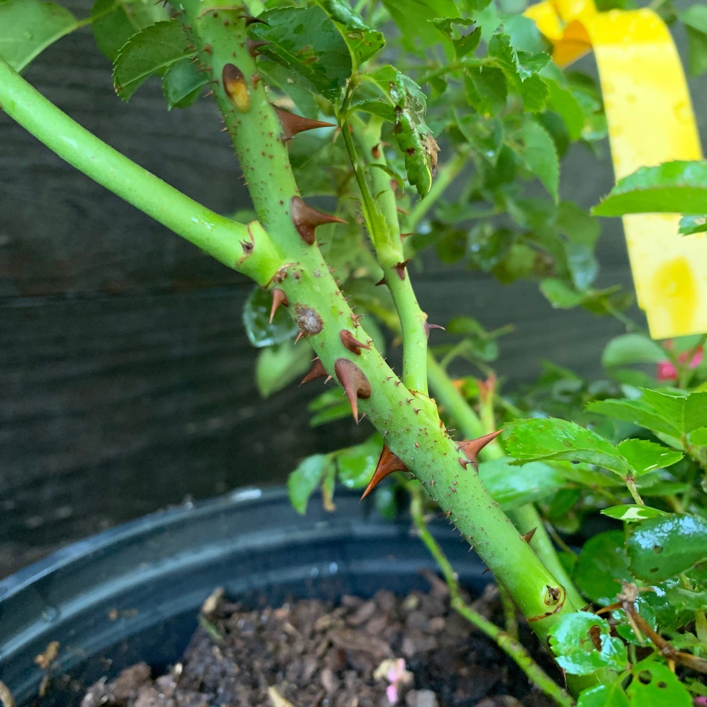 Rosa ‘Meidrifora' PP #19,148  - Coral Drift® Rose