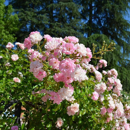 Rosa 'The Fairy'  - The Fairy Rose