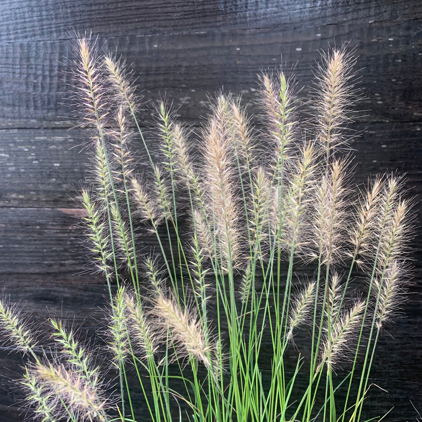Pennisetum alopecuroides 'Hameln  - Hameln Fountain Grass
