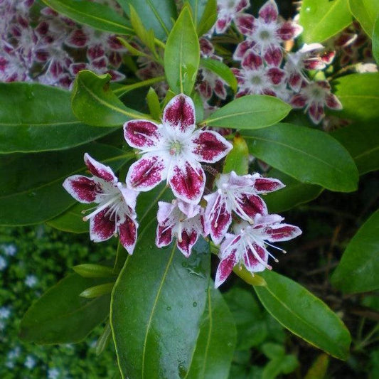 Kalmia latifolia 'Galaxy'  - Galaxy Mountain Laurel