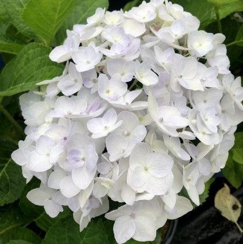 Hydrangea macrophylla 'Blushing Bride'  - Endless Summer® Blushing Bride® Hydrangea