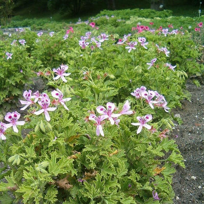 Pelargonium graveolens 'Citronella'  - Citronella Scented Geranium
