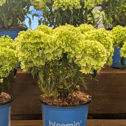 Hydrangea paniculata 'P19557‘  - Bloomin' Easy® Bubble Bath™ Hydrangea