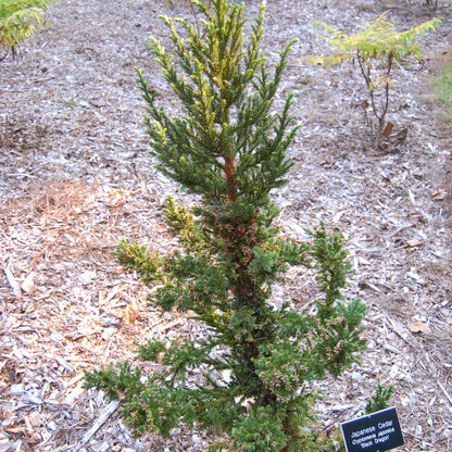 Cryptomeria japonica 'Black Dragon'  - Black Dragon Japanese Cedar