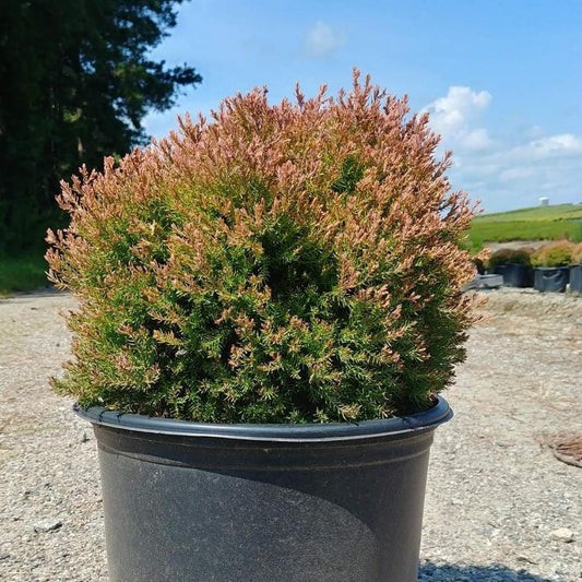 Thuja occidentalis 'Congabe' PP19,009  - Fire Chief™ Globe Arborvitae