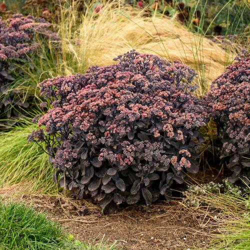 Sedum 'Back In Black'  - Rock 'N Grow® Back In Black Stonecrop