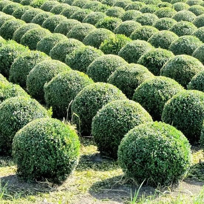 Buxus microphylla japonica 'Gregem'  - Baby Gem™ Boxwood