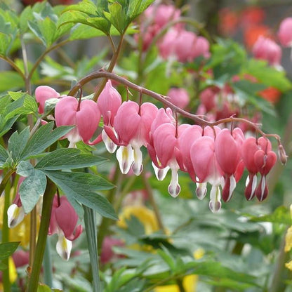 Dicentra eximia  - Fern-Leaf Bleeding Heart