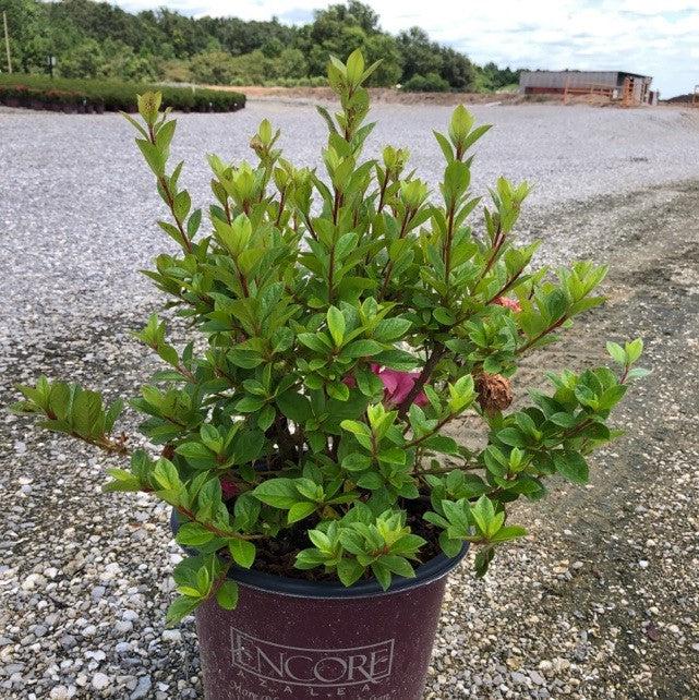 Rhododendron ‘Roblec’  - Encore® Autumn Carnation™ Azalea