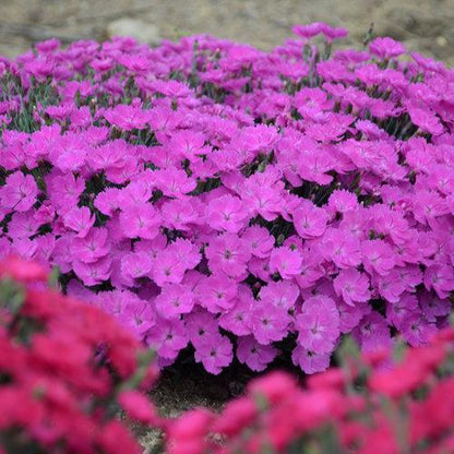 Dianthus 'Paint the Town Fuchsia'  - Paint the Town Fuchsia Dianthus