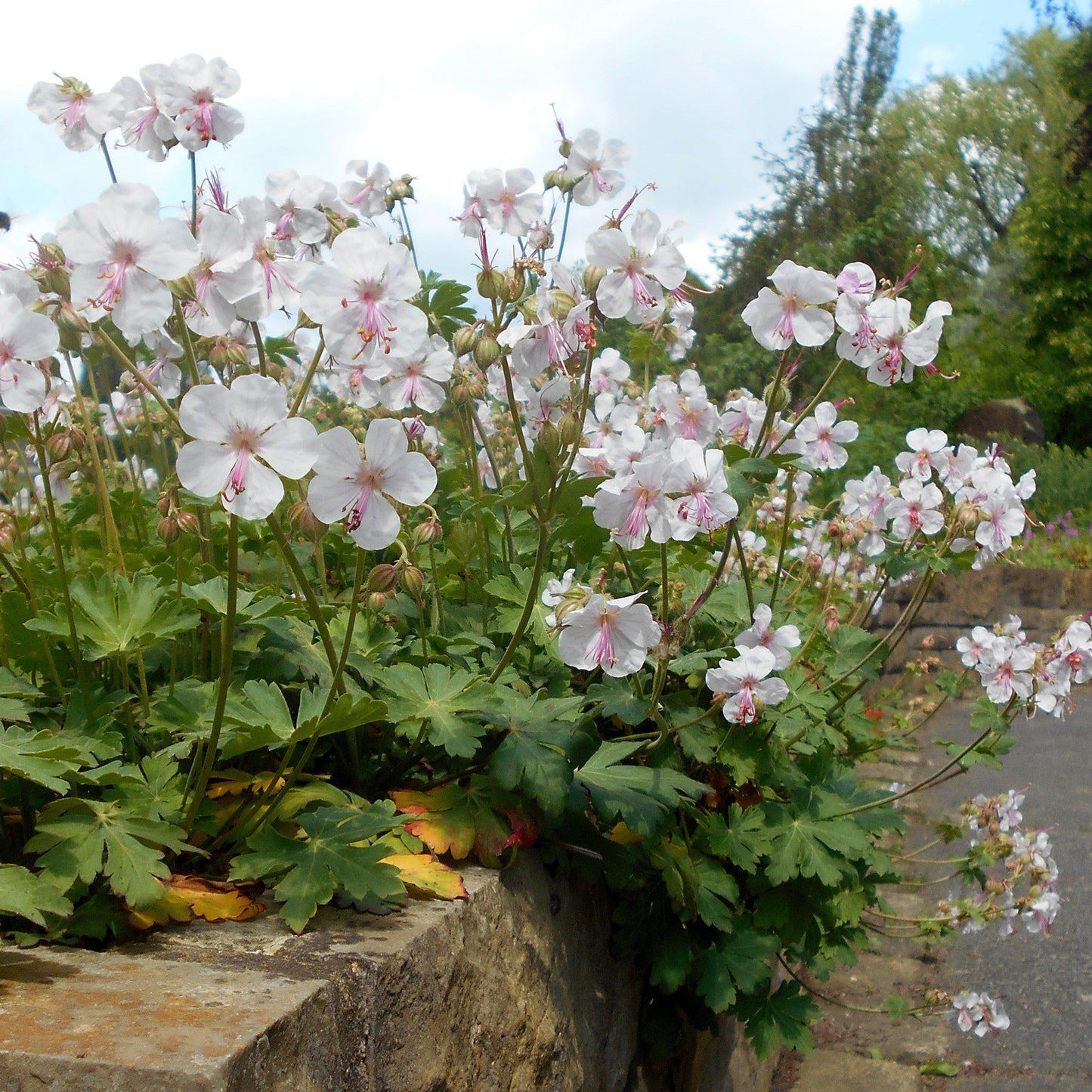 Geranium x cantabrigiense 'Biokovo'  - Biokovo Cranesbill