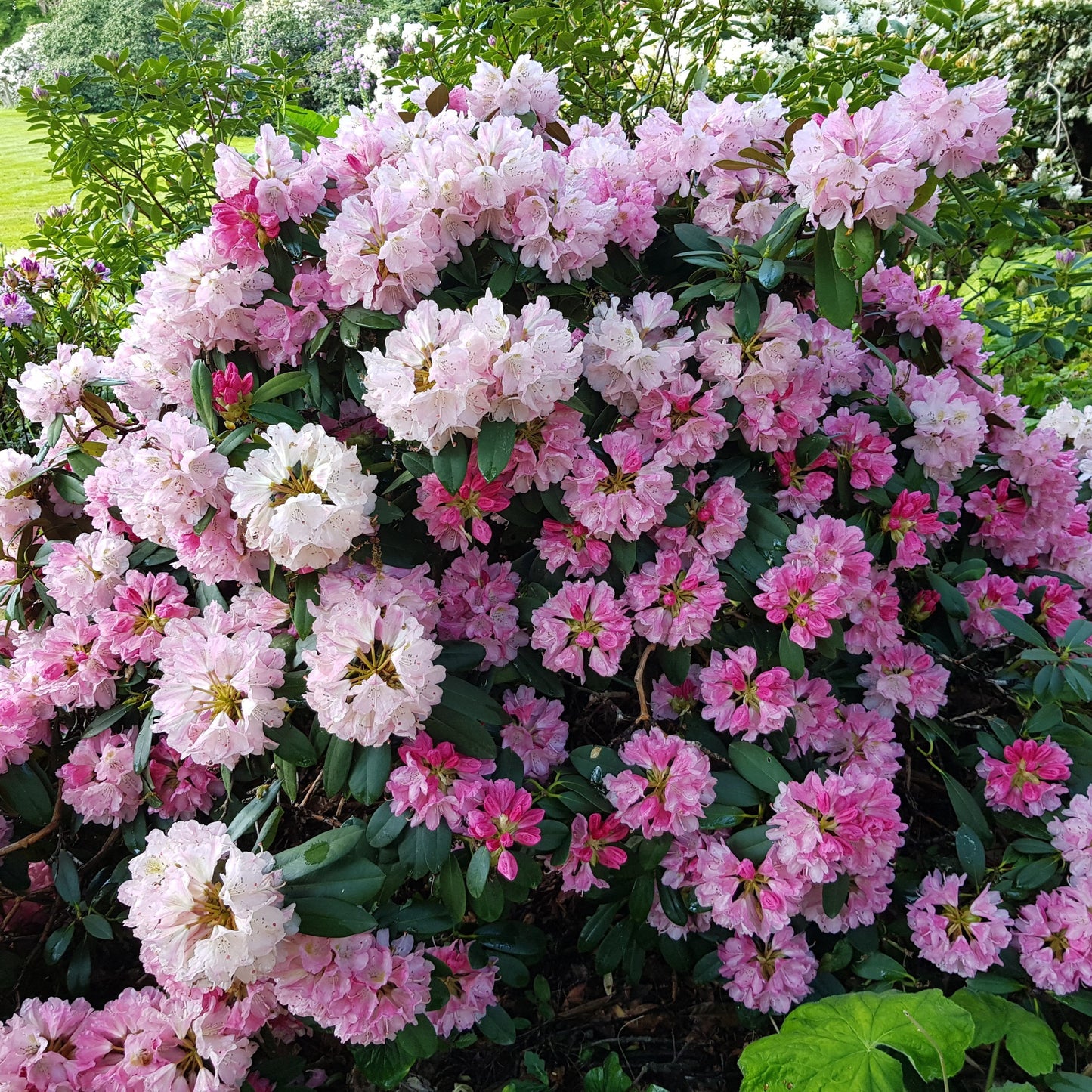 Rhododendron yakushimanum 'Yaku Prince'  - Yaku Prince Rhododendron