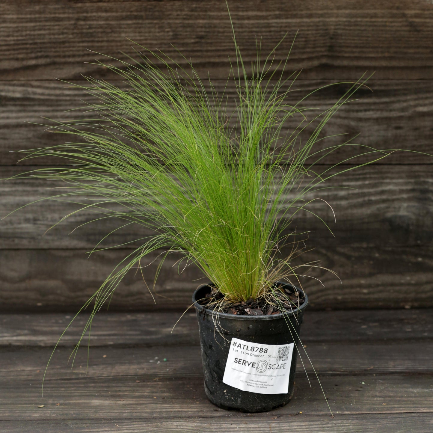 Nassella tenuissima  - Mexican Feather Grass