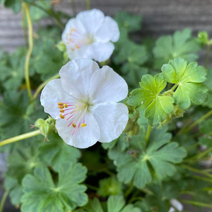 Geranium x cantabrigiense 'Biokovo'  - Biokovo Cranesbill