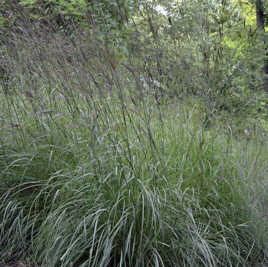 Andropogon gerardii  - Big Bluestem
