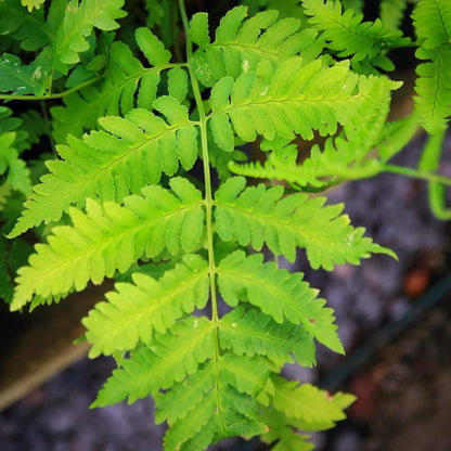 Dryopteris goldiana  - Goldie’s Shield Fern, Giant Wood Fern