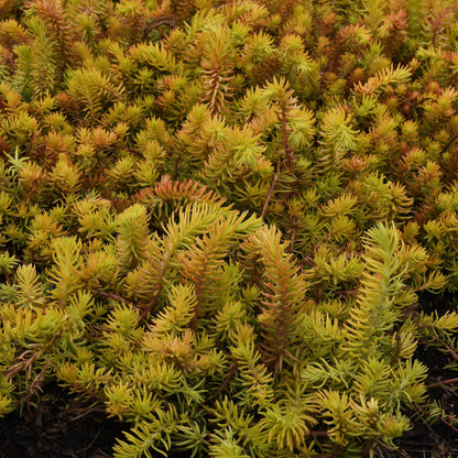 Sedum rupestre 'Prima Angelina'  - Prima Angelina Stonecrop