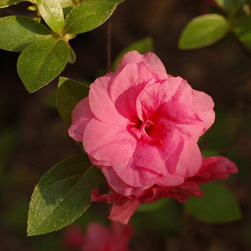 Azalea x 'Rosebud'  - Rosebud Azalea