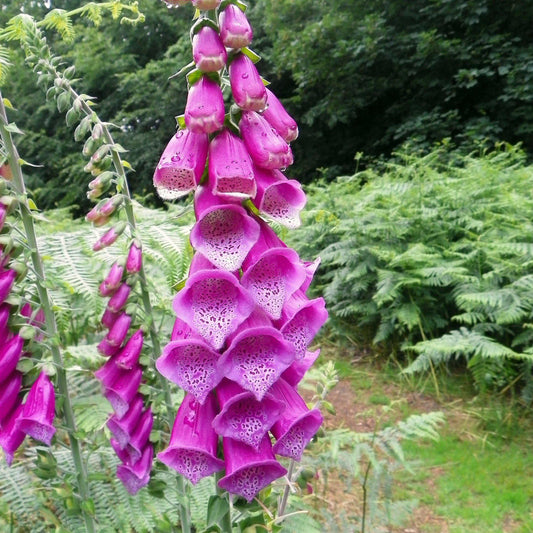 Digitalis purpurea 'Dalmatian Purple'  - Dalmatian Purple Foxglove