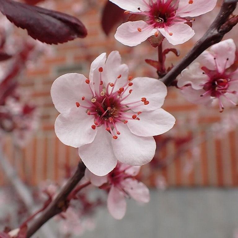 Prunus x cistena  - Purpleleaf Sandcherry