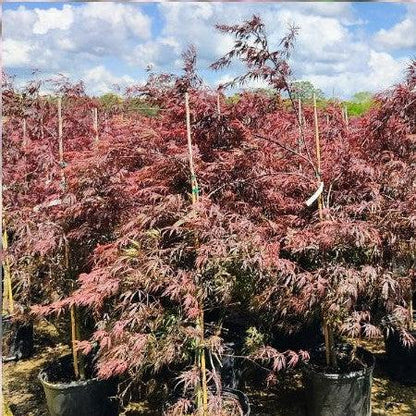 Acer palmatum var. dissectum 'Tamukeyama'  - Tamukeyama Japanese Maple