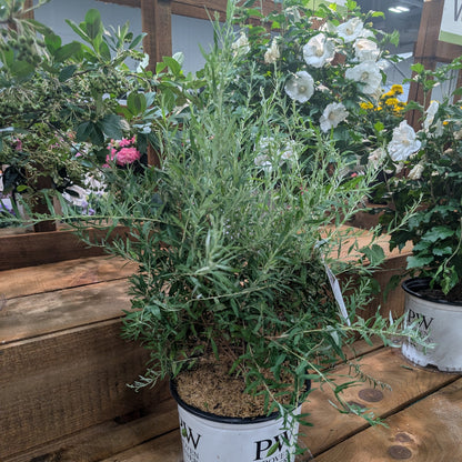 Buddleia alternifolia 'Mop Top’  - Mop Top™ Fountain Butterfly Bush