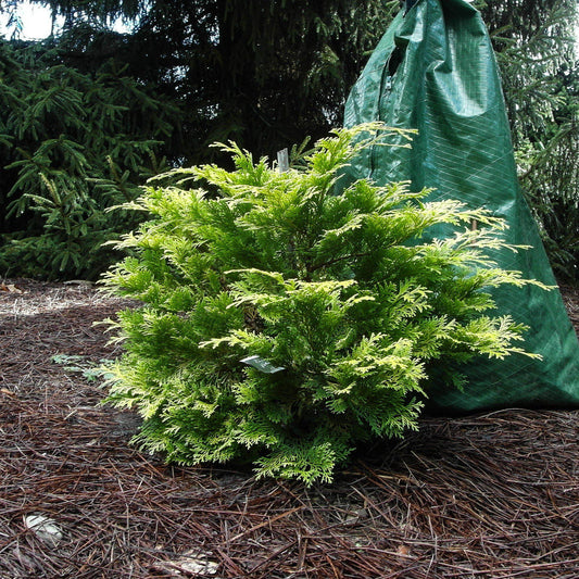 Chamaecyparis obtusa 'Crippsii'  - Golden Hinoki False Cypress