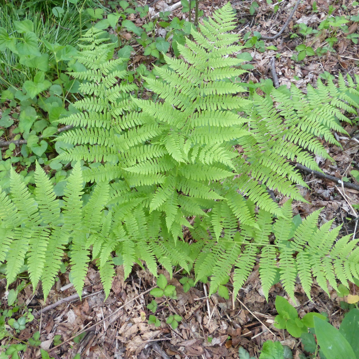 Dennstaedtia punctilobula  - Hayscented Fern