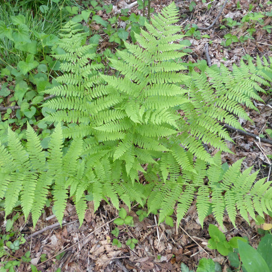 Dennstaedtia punctilobula  - Hayscented Fern