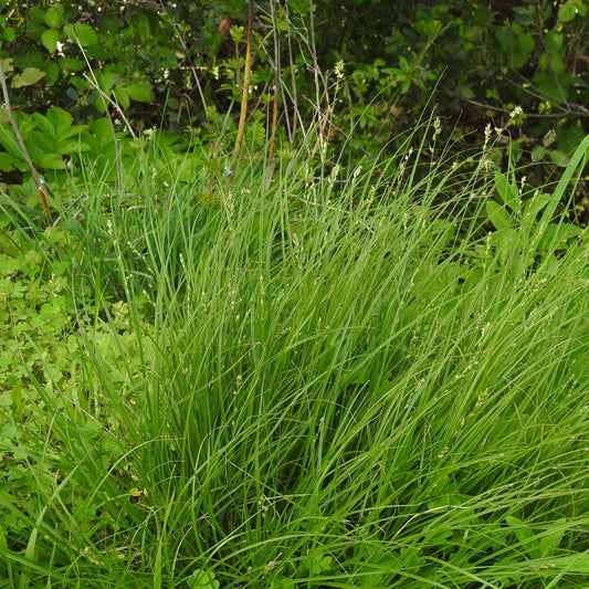 Carex divulsa  - Grassland Sedge