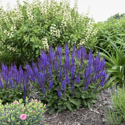 Salvia nemorosa ‘Violet Profusion’  - Violet Profusion Meadow Sage